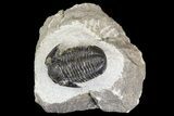 Bargain, Gerastos Trilobite Fossil - Morocco #164715-1